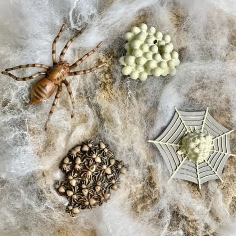 Safari Ltd, zestaw figurek, cykl życia pająka