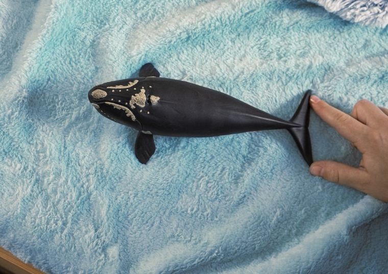 Schleich, Wild Life, Wieloryb biskajski, figurka, 14878