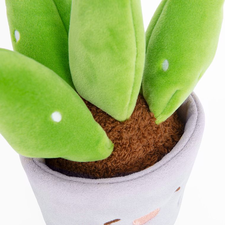 Smiki, Aloes, pluszowa roślina w doniczce, do przesadzania