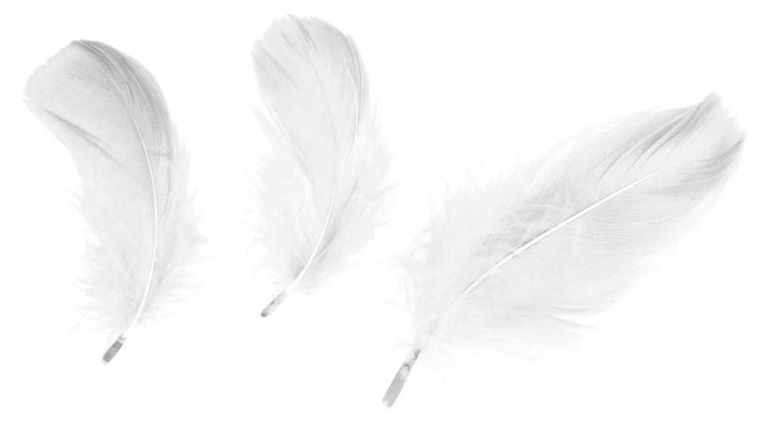 Titanum, Craft-fun, piórka dekoracyjne, białe, 16g