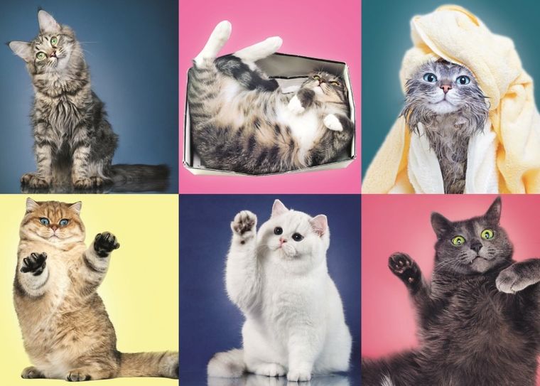 Trefl, Kociaki, puzzle 500 elementów