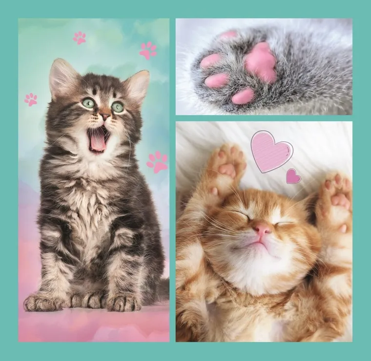 Trefl, Słodkie zwierzaki, puzzle 3w1