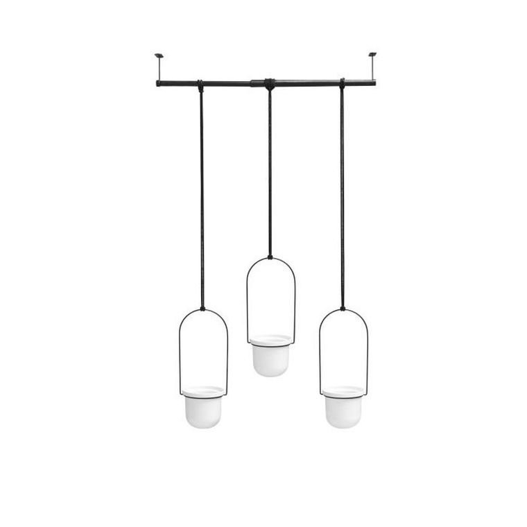 Umbra, kwietnik potrójny, Triflora