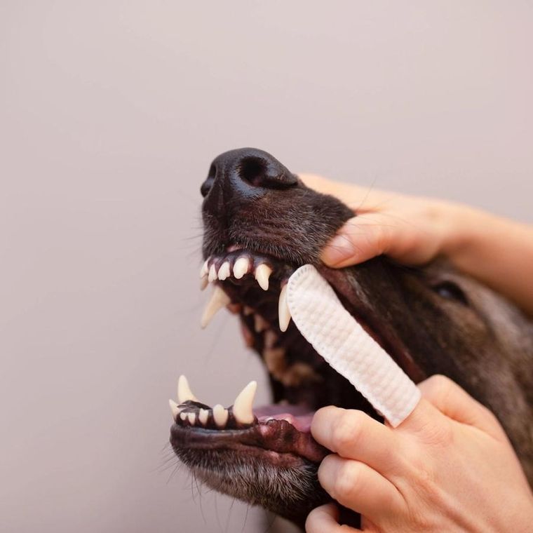 Vetexpert, Caryodent, nakładka na palec do czyszczenia zębów, 50 szt.