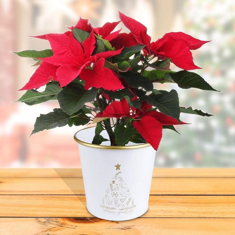 Vilde, osłonka doniczka, metalowa, biała złota, świąteczna, 16.5-15.5 cm