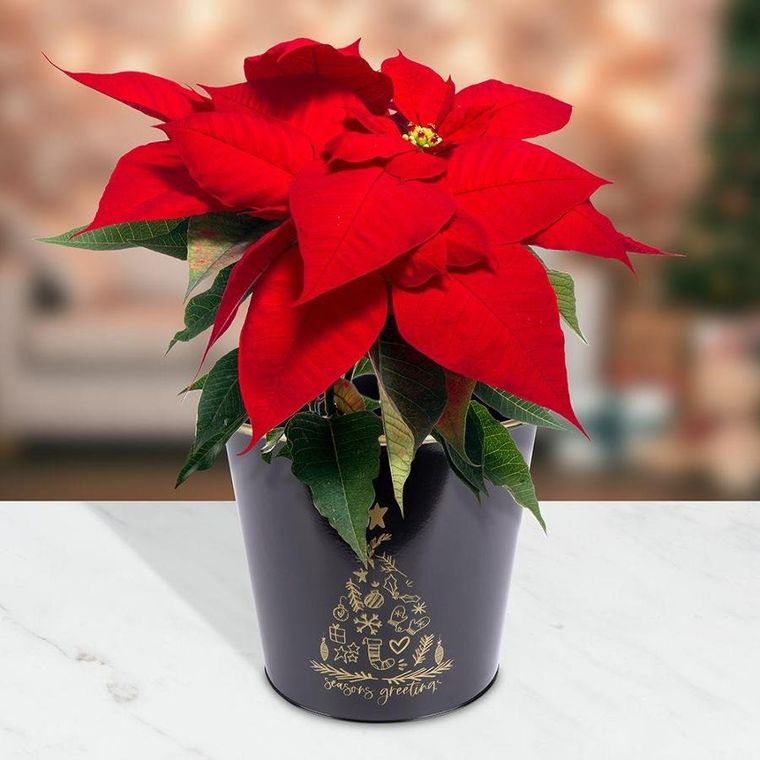 Vilde, osłonka doniczka, metalowa, czarna złota, świąteczna, 20.5-18 cm