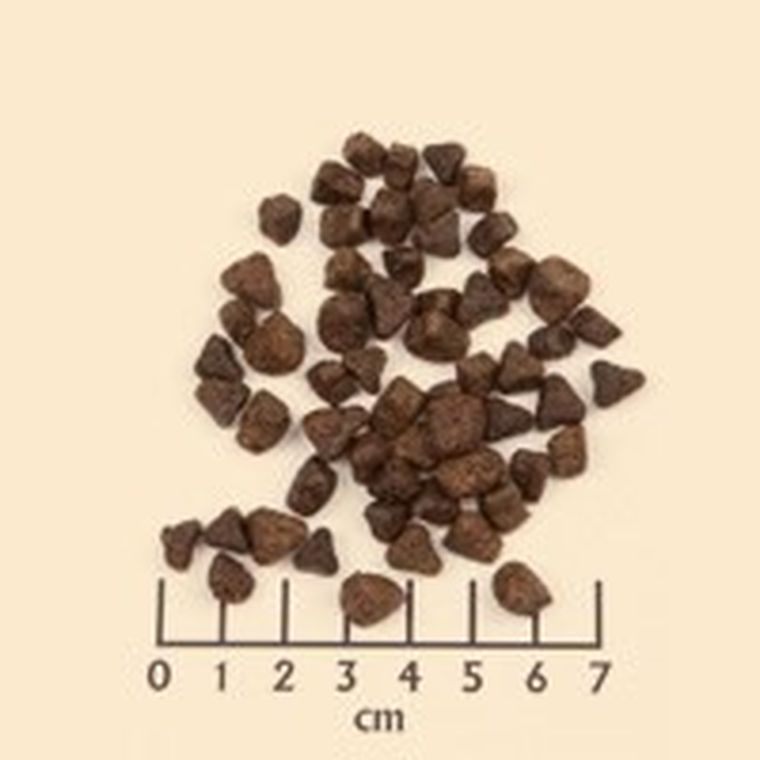 Wolfsblut, Wide Plain Small, sucha karma dla psa, horse/sweet potato, 2kg