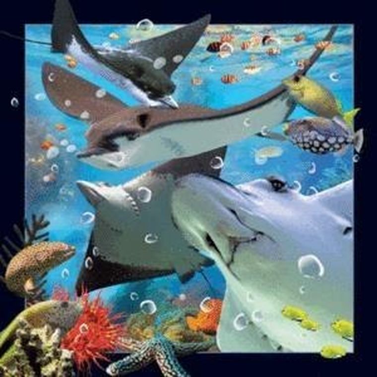 Worth Keeping, magnes 3D, Płaszczka