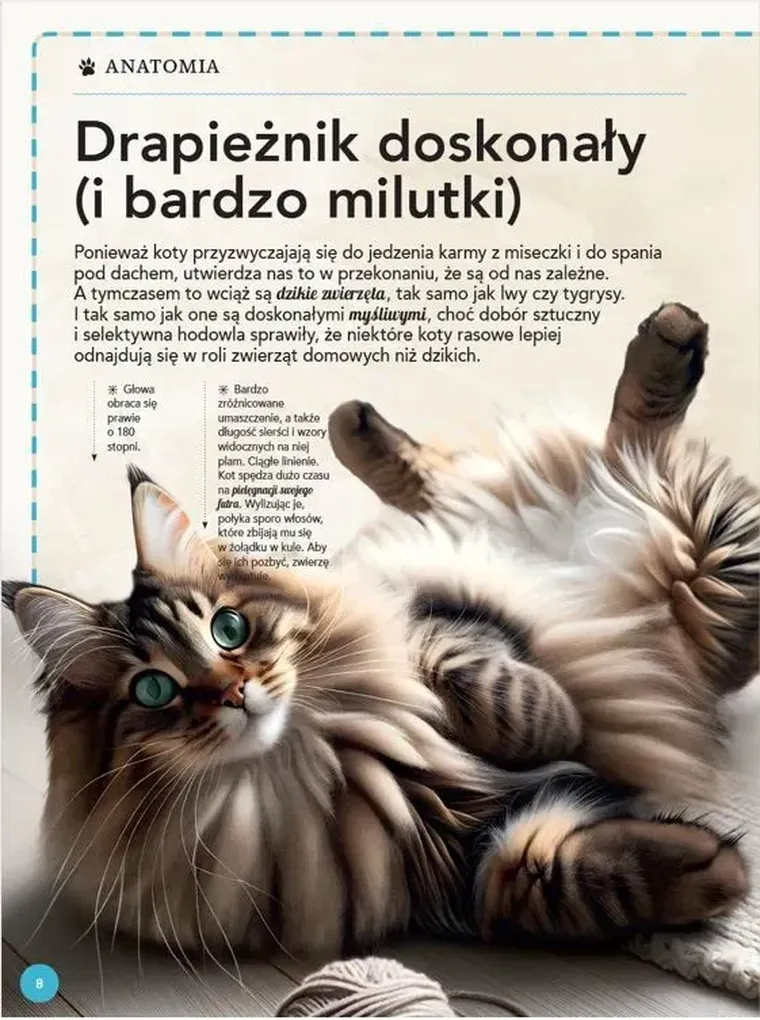 Wspaniała księga kotów