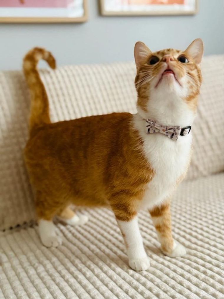 Zolux, Chatouille, obroża dla kota z muszką, beżowa