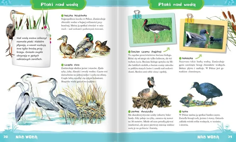 Zwierzęta Polski. Atlas dla dzieci