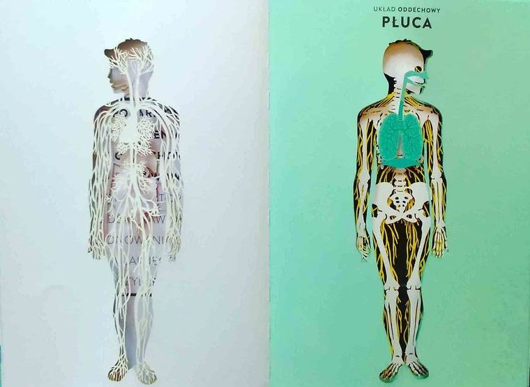 Anatomia