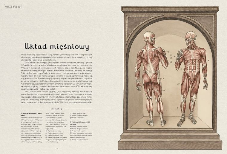 Anatomicum