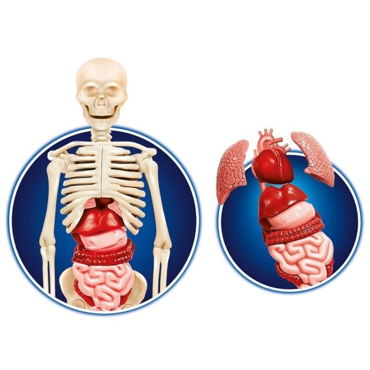 Clementoni, Naukowa Zabawa, Ciało ludzkie, zestaw naukowy