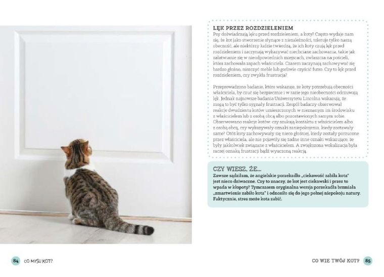 Co wie Twój kot? Poznaj sposób rozumienia świata przez koty