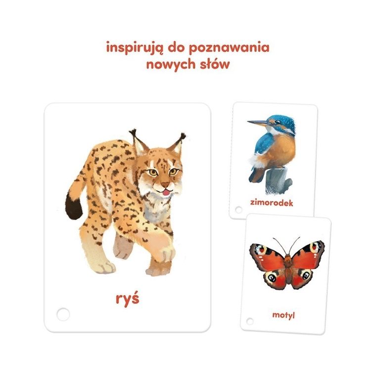 CzuCzu, Karty obrazkowe, Zwierzęta