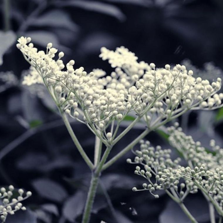 Essentia Nature, odświeżacz w sprayu do tkanin i wnętrz, Białe Piżmo, 50 ml