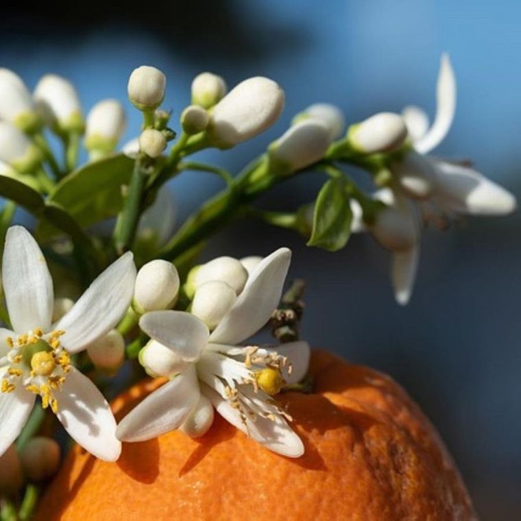 Essentia Nature, perfumy do prania, Cytrusy i Kwiat Pomarańczy, 50 ml