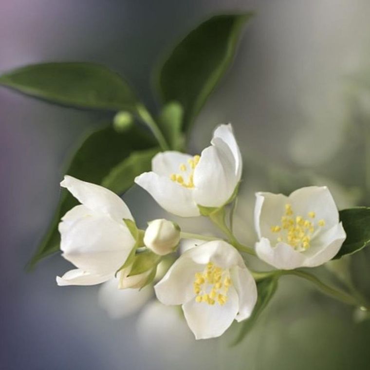 Essentia Nature, perfumy do prania, Jaśmin, 250 ml