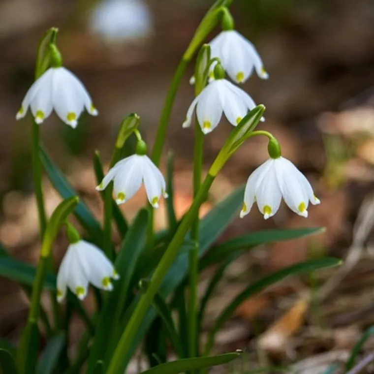 Essentia Nature, perfumy do prania, Leśne Kwiaty, 250 ml