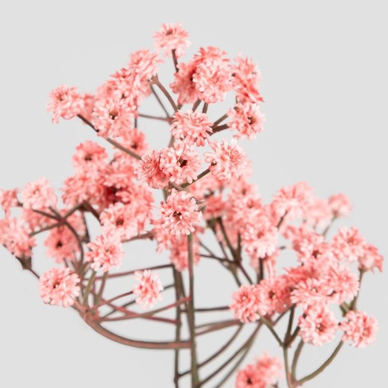 Homla, Cladel, gałązka sztuczna, koralowa, 61 cm
