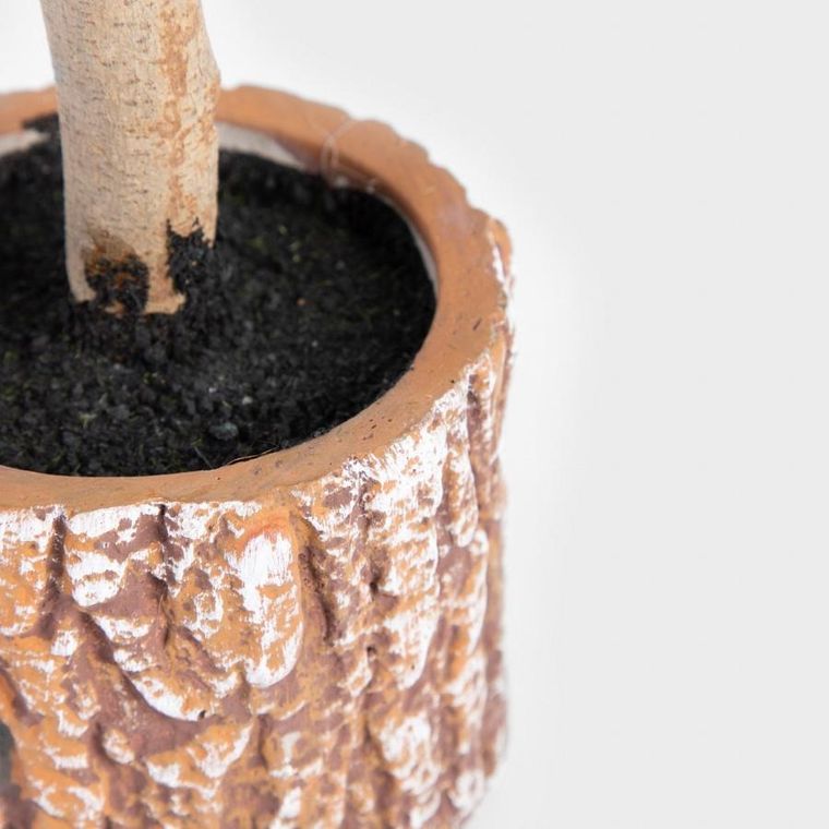 Homla, Hector, choinka, na pieńku, 80 cm