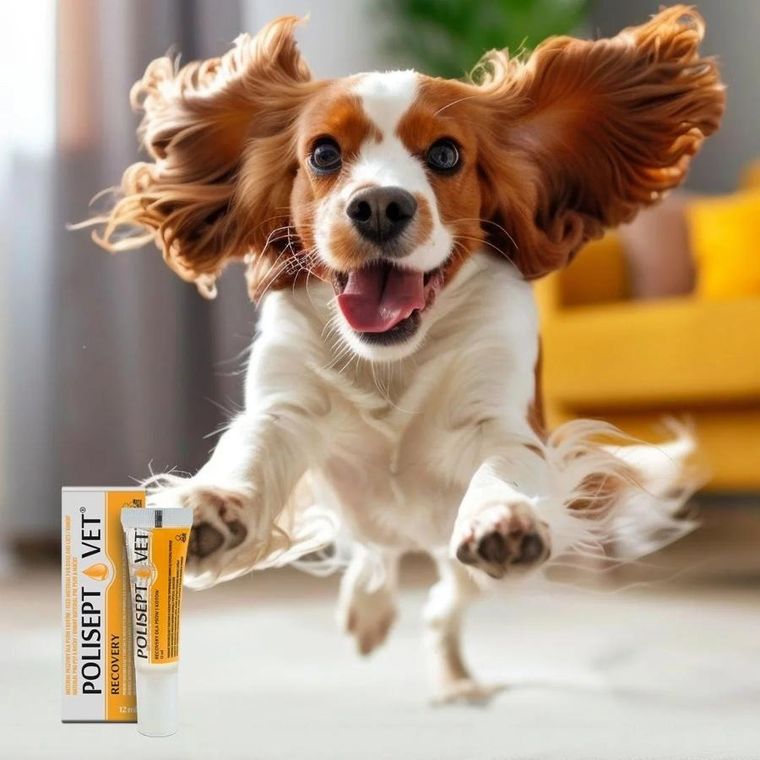 JM Sante, Polisept Vet, Recovery, preparat energetyczny, 12 ml