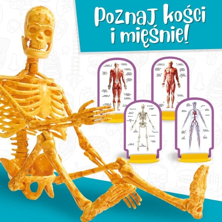 Lisciani, I'm a Genius, Poznaj Ciało Człowieka, zestaw naukowy