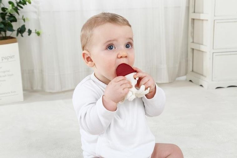 Mombella, gryzak, ośmiornica