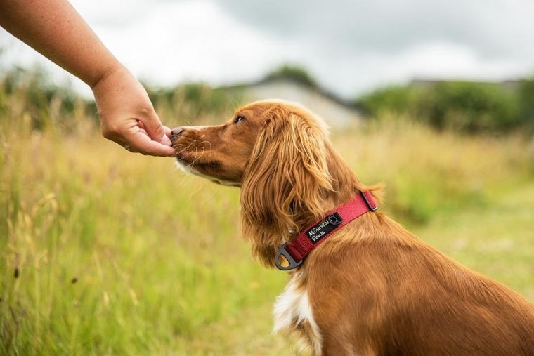 Mountain Paws, obroża dla psa, czerwona, rozmiar XL