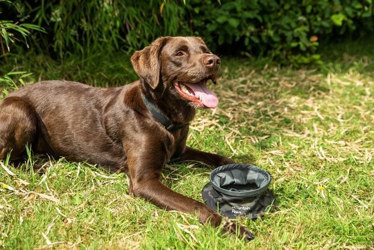 Mountain Paws, składana, turystyczna miska na wodę dla psa, camo