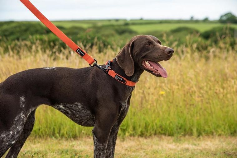 Mountain Paws, smycz dla psa, czerwona, 115 cm