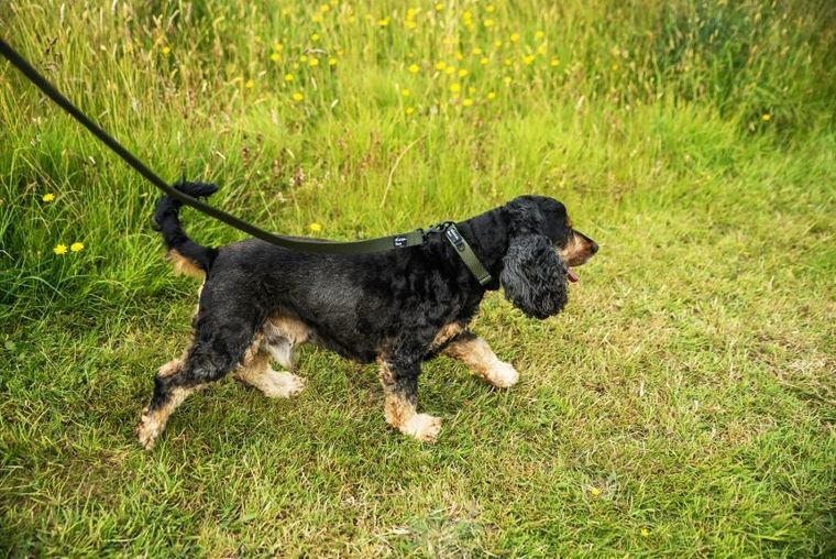 Mountain Paws, smycz dla psa, olive, 115 cm