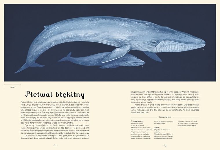 Oceanarium. Muzeum Oceanu