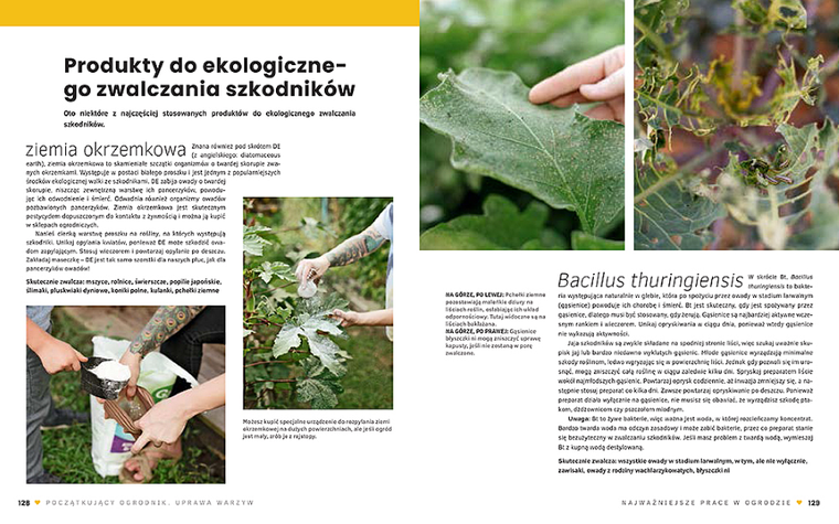 Początkujący ogrodnik. Uprawa warzyw