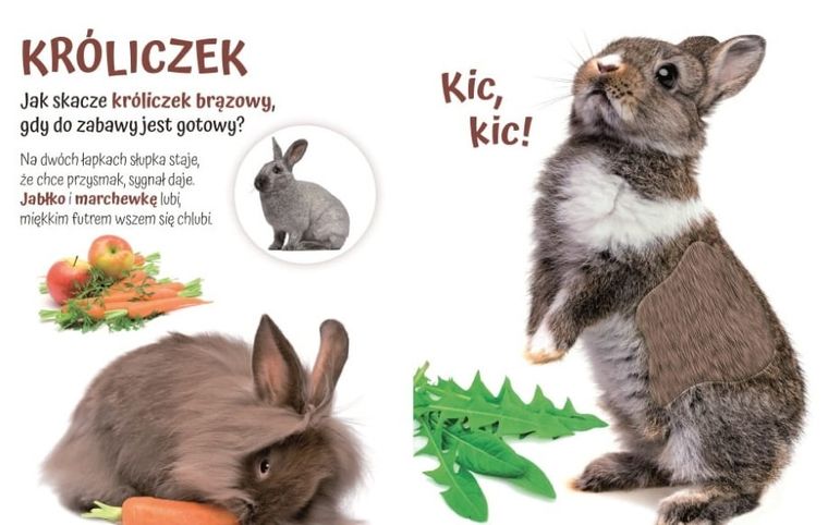 Pogłaszcz domowe zwierzątko