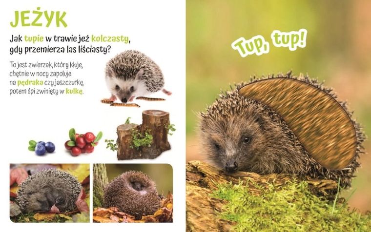 Pogłaszcz dzikie zwierzątko