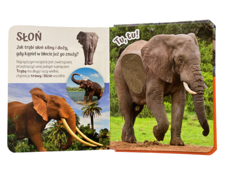 Pogłaszcz zwierzęta świata