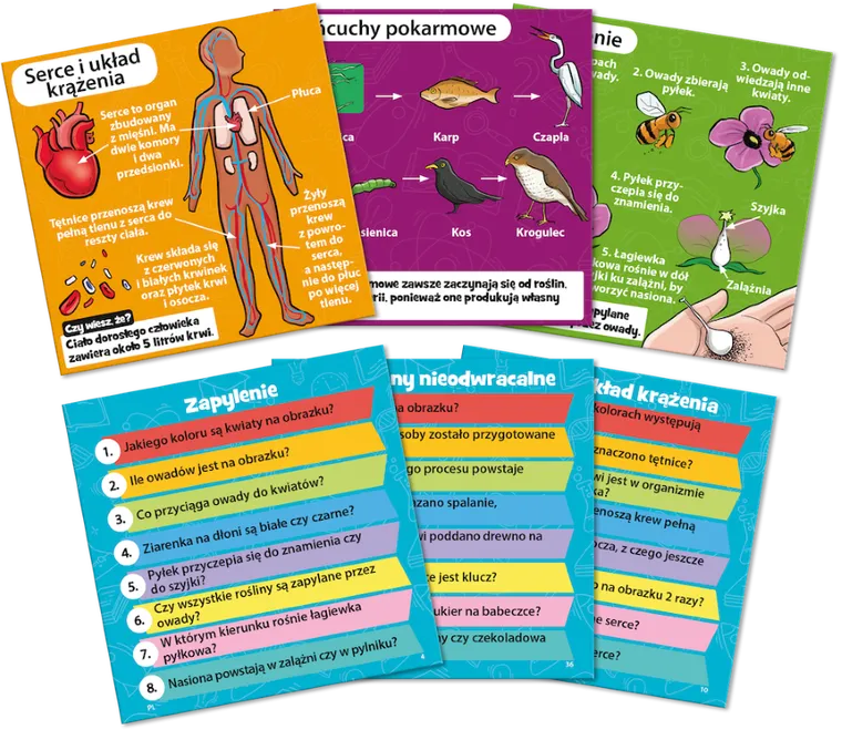 Rebel, BrainBox, Nauka, gra edukacyjna