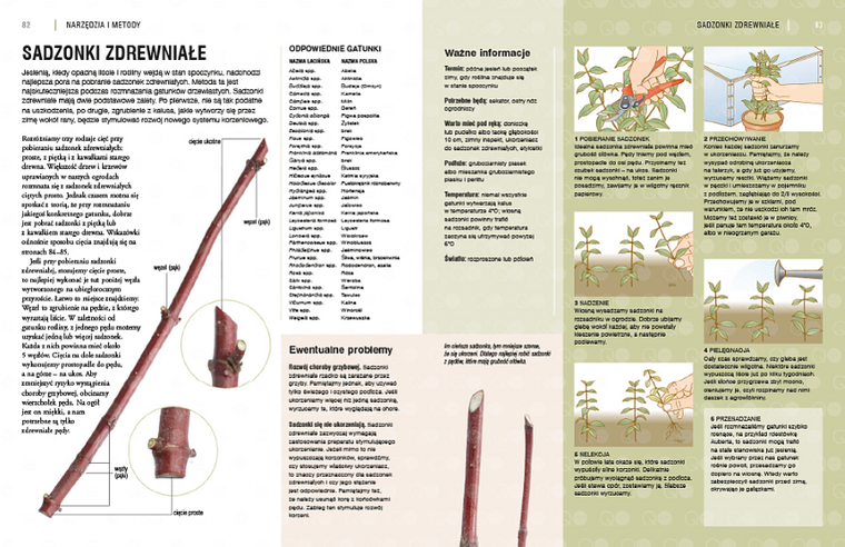 Rozmnażanie roślin. Przewodnik krok po kroku