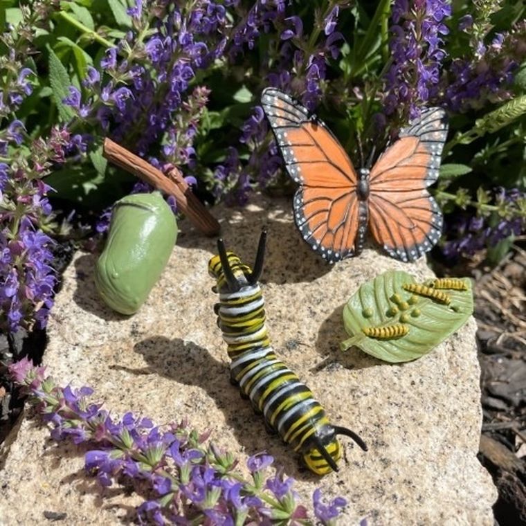 Safari Ltd, zestaw figurek, cykl życia motyla