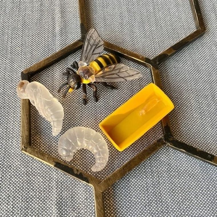 Safari Ltd, zestaw figurek, cykl życia pszczoły