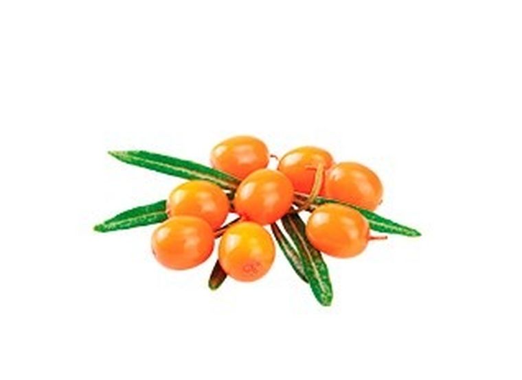 Shelma, indyk z rokitnikiem w sosie, mokra karma dla kotów, 85g