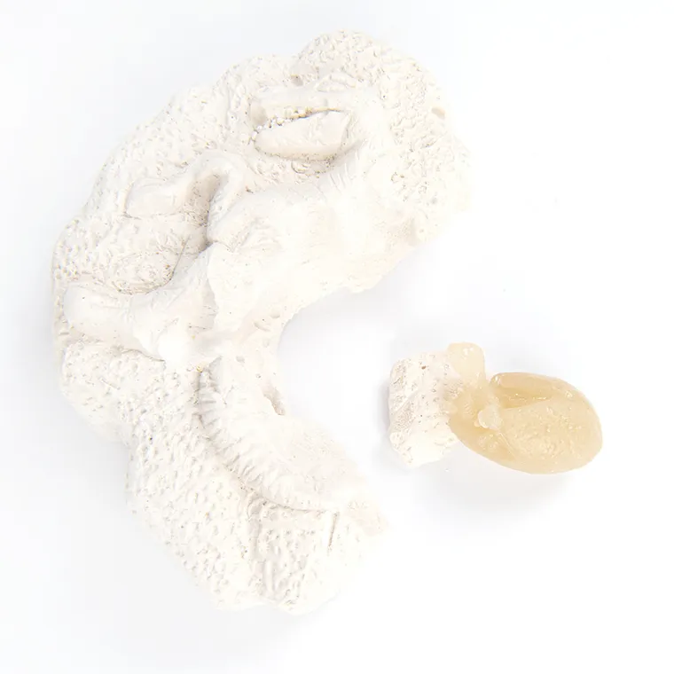 Smiki, Szkielet T-Rex, wykopaliska, zestaw naukowy