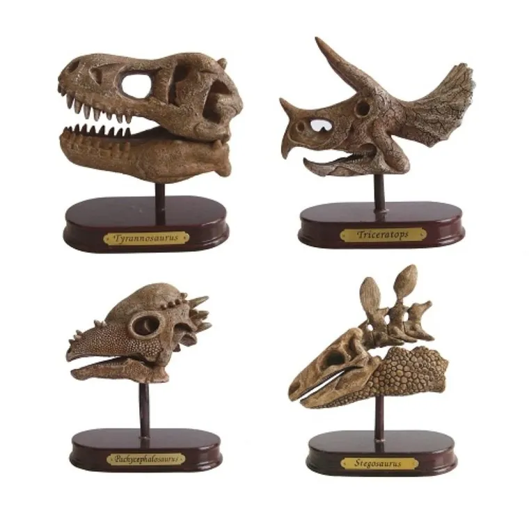 Smiki, Wykopaliska, czaszka dinozaura, zestaw naukowy