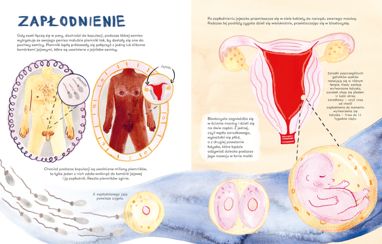 Ssaki. Jak się rozmnażają i opiekują młodymi