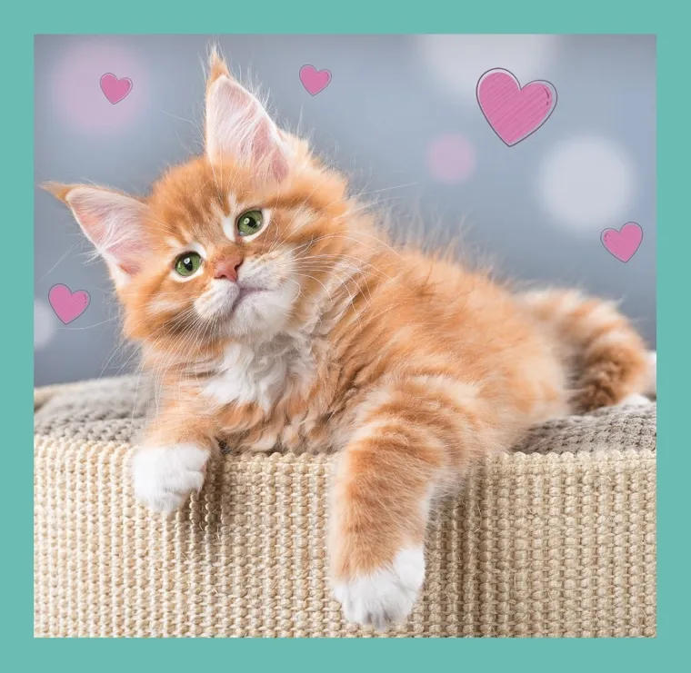 Trefl, Słodkie zwierzaki, puzzle 3w1