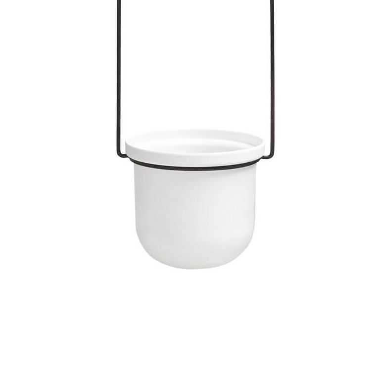 Umbra, kwietnik potrójny, Triflora