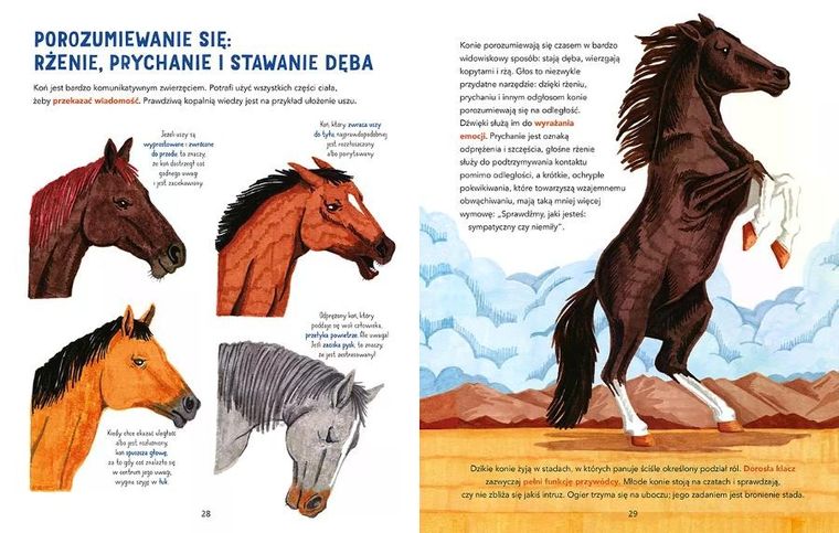 W galopie! Ilustrowana księga koni