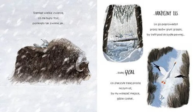 Wilk, który się zgubił